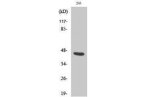 Image no. 1 for anti-Proteasome (Prosome, Macropain) 26S Subunit, Non-ATPase, 11 (PSMD11) (Internal Region) antibody (ABIN3186584)