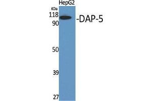 Image no. 2 for anti-Eukaryotic Translation Initiation Factor 4 gamma 2 (EIF4G2) (N-Term) antibody (ABIN3184248)