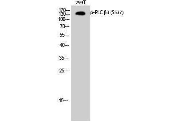 anti-phospholipase C, beta 3 (Phosphatidylinositol-Specific) (PLCB3) (pSer537) antibody