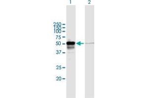 Western Blot analysis of PEX14 expression in transfected 293T cell line by PEX14 MaxPab polyclonal antibody.