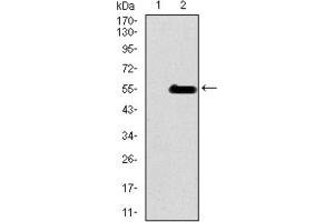 Image no. 8 for anti-Inner Centromere Protein Antigens 135/155kDa (INCENP) (AA 369-583) antibody (ABIN1844019)