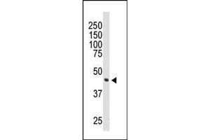 Image no. 1 for anti-DOK2 (DOK2) (AA 380-412), (C-Term) antibody (ABIN392072)