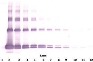 Image no. 4 for anti-Interleukin 33 (IL33) antibody (Biotin) (ABIN1449496)