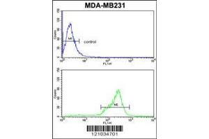 Image no. 3 for anti-TBC1 Domain Family, Member 4 (TBC1D4) (AA 172-201), (N-Term) antibody (ABIN652462)