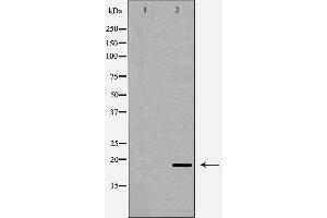 anti-Regenerating Islet-Derived 3 alpha (REG3A) (Internal Region) antibody