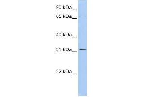 Image no. 1 for anti-Isopentenyl-Diphosphate delta Isomerase 1 (IDI1) (Middle Region) antibody (ABIN2785856)