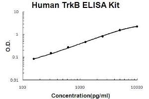 Image no. 1 for Neurotrophic Tyrosine Kinase, Receptor, Type 2 (NTRK2) ELISA Kit (ABIN5510593)