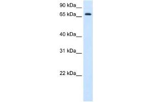 Image no. 1 for anti-Histidine Ammonia-Lyase (HAL) (C-Term) antibody (ABIN629752)