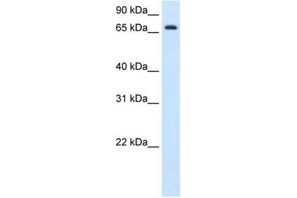 anti-Histidine Ammonia-Lyase (HAL) (C-Term) antibody