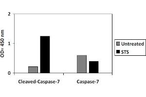 Image no. 1 for Caspase 7, Apoptosis-Related Cysteine Peptidase (CASP7) ELISA Kit (ABIN4889767)