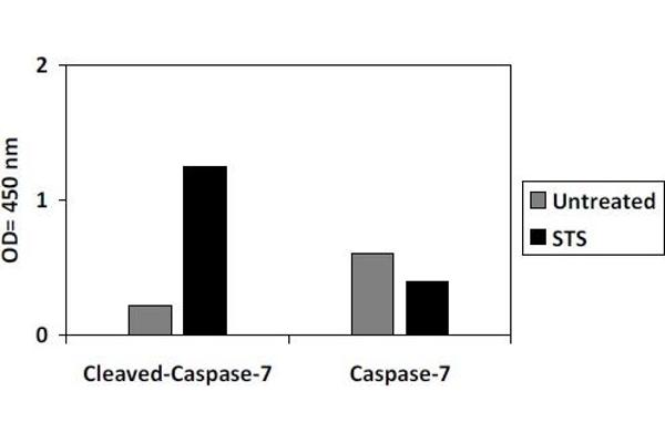Caspase 7, Apoptosis-Related Cysteine Peptidase (CASP7) ELISA Kit