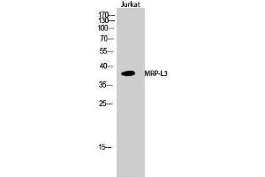 Image no. 1 for anti-Mitochondrial Ribosomal Protein L38 (MRPL38) (Internal Region) antibody (ABIN3185653)