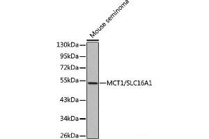 SLC16A1 Antikörper