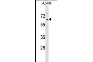 ZN Antibody (N-term) (ABIN1539043 and ABIN2849455) western blot analysis in A549 cell line lysates (35 μg/lane).