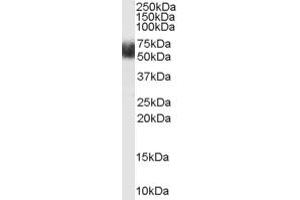 Image no. 2 for anti-F-Box and Leucine-Rich Repeat Protein 3 (FBXL3) (N-Term) antibody (ABIN185700)