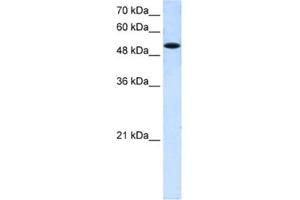Image no. 1 for anti-Solute Carrier Family 25 (Mitochondrial Carrier, Phosphate Carrier), Member 25 (SLC25A25) antibody (ABIN2462730)