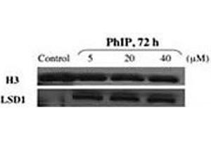 Image no. 4 for anti-Lysine (K)-Specific Demethylase 1A (KDM1A) (AA 819-852) antibody (ABIN3031653)