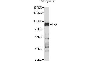 Image no. 1 for anti-TXK tyrosine Kinase (TXK) antibody (ABIN6293078)