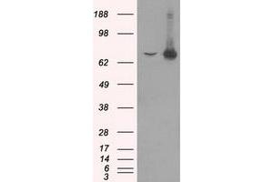 Image no. 1 for anti-Heat Shock 70kDa Protein 1A (HSPA1A) antibody (ABIN2722574)