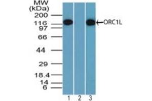 Image no. 1 for anti-Origin Recognition Complex, Subunit 1 (ORC1L) (AA 170-220) antibody (ABIN960299)