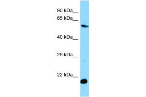 Image no. 1 for anti-MOB Kinase Activator 1B (MOB1B) (C-Term) antibody (ABIN2790118)