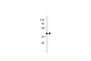 Image no. 1 for anti-SLC2A4 Regulator (SLC2A4RG) (AA 213-242) antibody (ABIN5531334)