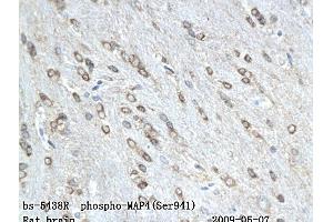 Image no. 1 for anti-Microtubule-Associated Protein 4 (MAP4) (pSer941) antibody (ABIN802068)