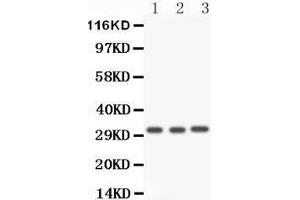 Image no. 5 for anti-Caspase 3 (CASP3) (AA 67-175) antibody (ABIN3043802)