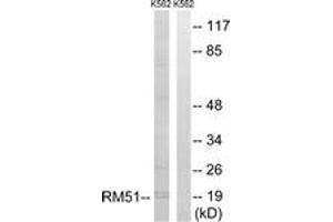 Image no. 1 for anti-Mitochondrial Ribosomal Protein L51 (MRPL51) (AA 51-100) antibody (ABIN1534534)