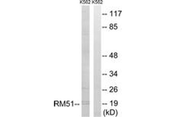 MRPL51 抗体  (AA 51-100)
