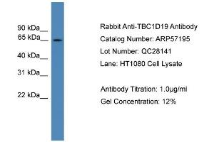 Image no. 1 for anti-TBC1 Domain Family, Member 19 (TBC1D19) (Middle Region) antibody (ABIN2774179)