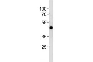 Image no. 2 for anti-cAMP Responsive Element Binding Protein 1 (CREB1) (AA 105-132) antibody (ABIN3030270)