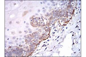 Image no. 6 for anti-Proto-oncogene tyrosine-protein kinase Src (Src) antibody (ABIN969418)