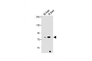 Image no. 5 for anti-Zinc Finger and BTB Domain Containing 24 (ZBTB24) (AA 137-166), (N-Term) antibody (ABIN655829)