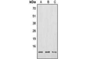 Image no. 1 for anti-Neuromedin B (N-Term) antibody (ABIN2707652)