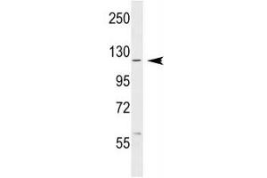 Image no. 1 for anti-C-Abl Oncogene 1, Non-Receptor tyrosine Kinase (ABL1) (AA 851-881) antibody (ABIN3030214)