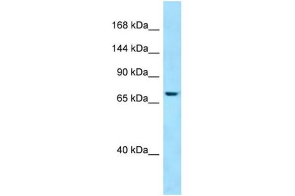 SBF1 anticorps  (C-Term)