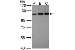 Image no. 2 for anti-USO1 Homolog, Vesicle Docking Protein (USO1) (C-Term) antibody (ABIN2856342)