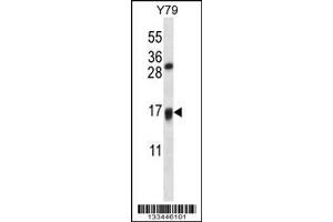 Image no. 1 for anti-Vitamin K Epoxide Reductase Complex, Subunit 1-Like 1 (VKORC1L1) (AA 19-47), (N-Term) antibody (ABIN657592)