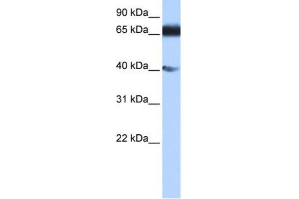 anti-Zinc Finger Protein 879 (ZNF879) (N-Term) antibody