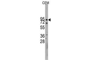 Image no. 1 for anti-Cadherin 10, Type 2 (T2-Cadherin) (CDH10) (N-Term) antibody (ABIN357004)
