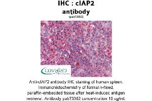 Image no. 1 for anti-Baculoviral IAP Repeat Containing 3 (BIRC3) (AA 314-508) antibody (ABIN1733088)
