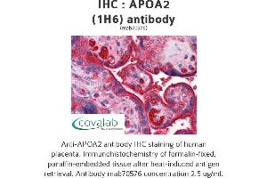 Image no. 2 for anti-Apolipoprotein A-II (APOA2) (AA 1-100), (full length) antibody (ABIN1723433)