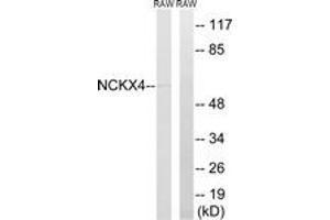 Image no. 1 for anti-Solute Carrier Family 24 (Sodium/potassium/calcium Exchanger), Member 4 (Slc24a4) (AA 328-377) antibody (ABIN1535386)