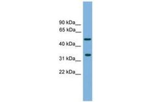 Image no. 1 for anti-Craniofacial Development Protein 1 (CFDP1) (AA 215-264) antibody (ABIN6744941)