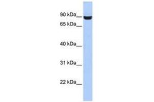 Image no. 1 for anti-Leucine Rich Repeat and Fibronectin Type III Domain Containing 5 (LRFN5) (AA 287-336) antibody (ABIN6741207)
