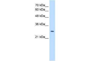 Image no. 1 for anti-Emopamil Binding Protein (Sterol Isomerase) (EBP) (N-Term) antibody (ABIN2782722)