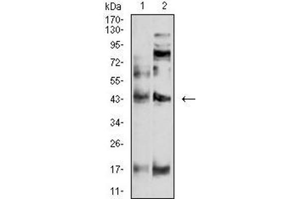 anti-Pyrimidinergic Receptor P2Y, G-Protein Coupled, 4 (P2RY4) antibody