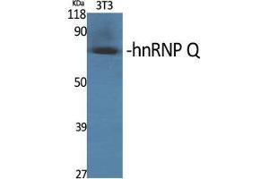 Image no. 2 for anti-Synaptotagmin Binding, Cytoplasmic RNA Interacting Protein (SYNCRIP) (Internal Region) antibody (ABIN3185069)
