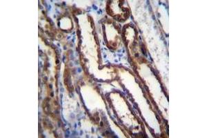 Image no. 1 for anti-Nucleoredoxin (NXN) (AA 220-249), (Middle Region) antibody (ABIN953775)